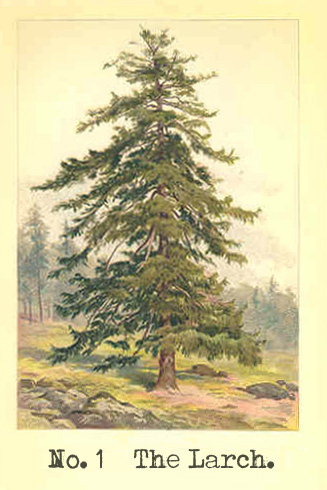 The Larch